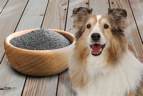 Can Dogs Have Poppy Seeds Safely