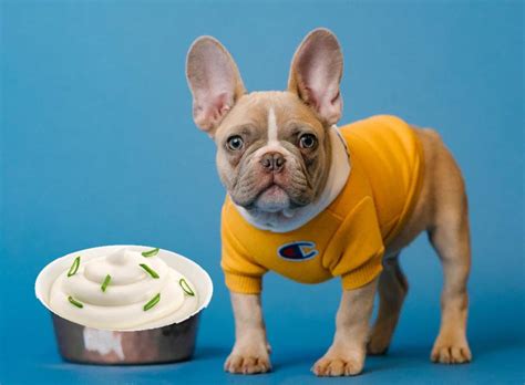 Can Dogs Have Sour Cream Safely And In Moderation