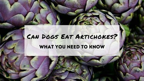 Can Dogs Safely Eat Artichokes: What You Need Know