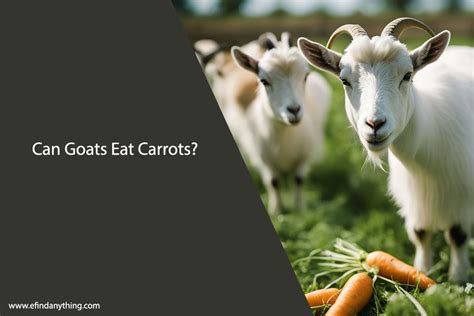 Can Goats Eat Carrots Safely And In Moderation