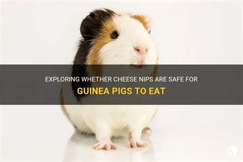 Can Guinea Pigs Eat Cheese Safely As A Treat