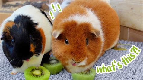 Can Guinea Pigs Eat Kiwi: 5 Things To Know