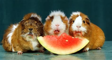 Can Guinea Pigs Eat Watermelon Safely