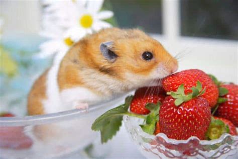 Can Hamsters Eat Strawberries Safely And Healthily