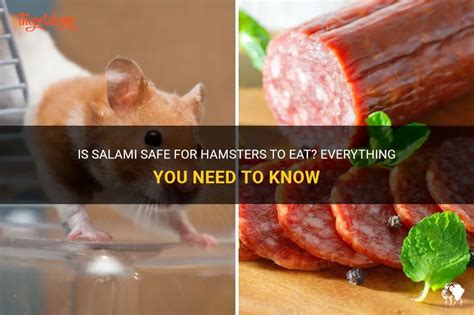 Can Hamsters Safely Eat Salami As A Treat