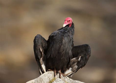 Can Hawks Eat Vultures In The Wild