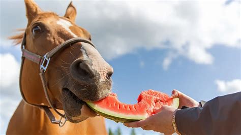 Can Horses Eat Watermelon Safely This Summer