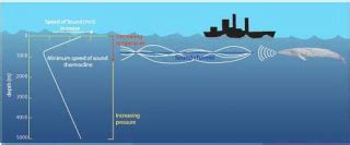 Can Jellyfish Hear Sound Waves Underwater