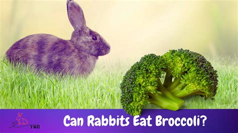 Can Rabbits Eat Broccoli Safely