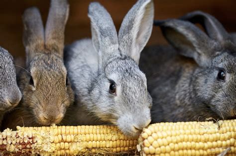 Can Rabbits Eat Corn Safely And Healthily Every Day