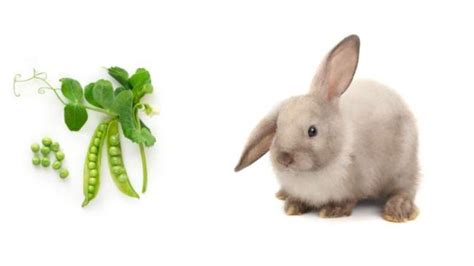 Can Rabbits Eat Green Beans Safely And Healthily