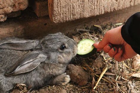 Can Rabbits Safely Eat Cucumbers As A Treat