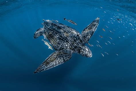 Can Sea Turtles Breathe Underwater Explained