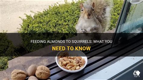 Can Squirrels Eat Almonds: 5 Things To Know