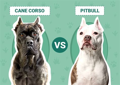 Cane Corso Vs Pitbull: Compare Strengths And Weaknesses