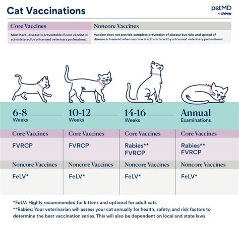 Cat North Application Guide And Requirements