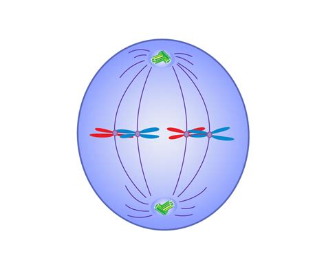 Chromosomes Become Visible During Metaphase