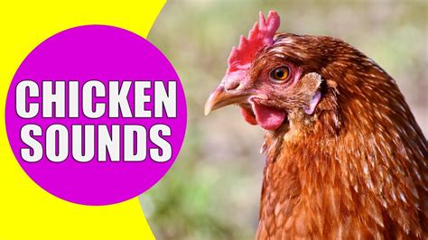 Clucking Sounds: What Noises Do Chickens Make