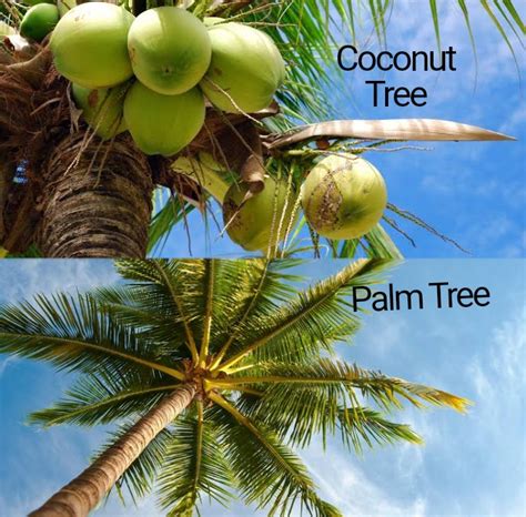 Coconut Tree Vs Palm Tree: Whats The Difference