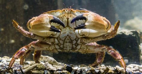 Crabs Biggest Foes: Top Crab Predators Revealed