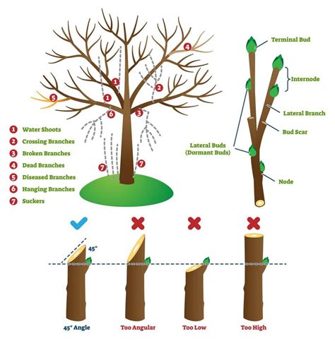 Cuts Down As A Tree: Understanding Tree Pruning