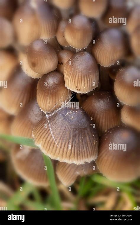 Decomposers In The Desert: Natures Recycling Crew