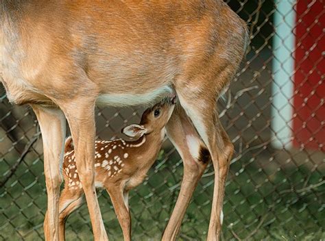 Deer Gestation Period Explained In 7 Key Facts