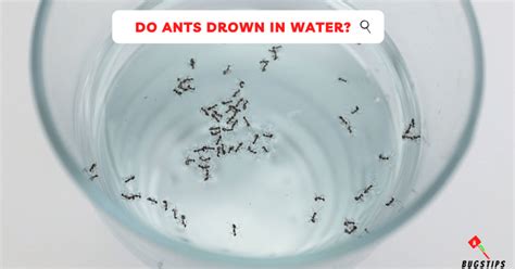 Do Ants Float Or Drown In Water