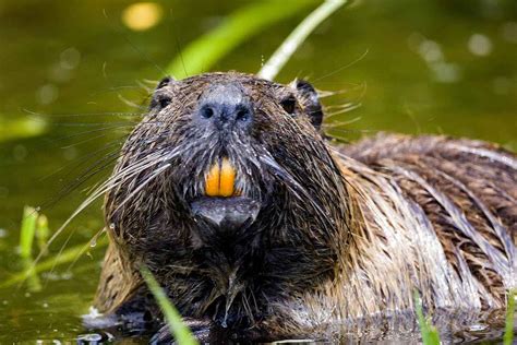 Do Beavers Eat Wood And Other Interesting Facts