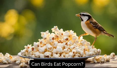 Do Birds Eat Popcorn As A Healthy Snack Option