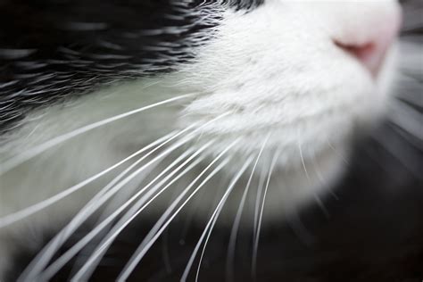 Do Cat Whiskers Grow Back After They Fall Out