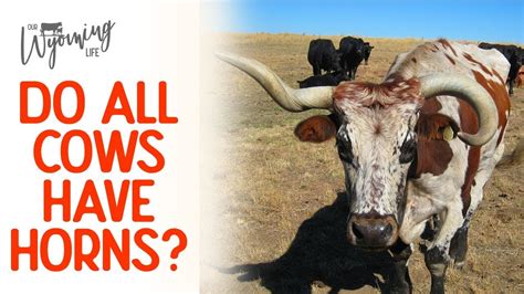 Do Cows Naturally Have Horns Or Not