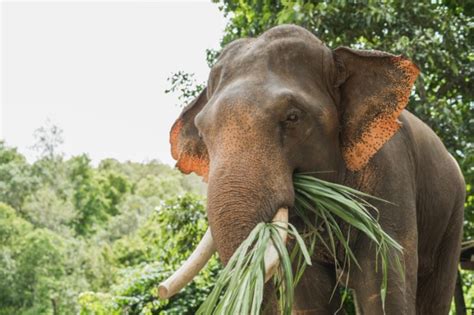 Do Elephants Really Eat Peanuts