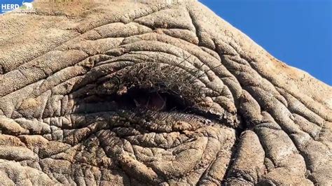 Do Elephants Really Have Hair On Their Bodies