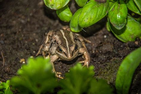 Do Frogs Eat Aquatic Plants Naturally In The Wild