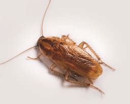 Do German Cockroaches Fly At Night Or Not