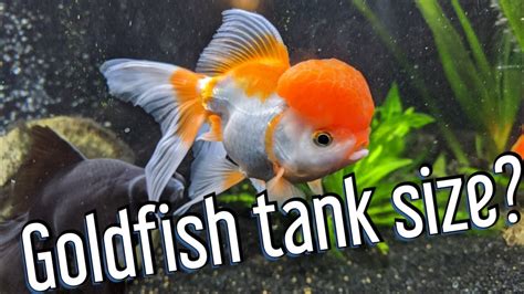 Do Goldfish Need A Filter To Thrive In Tanks