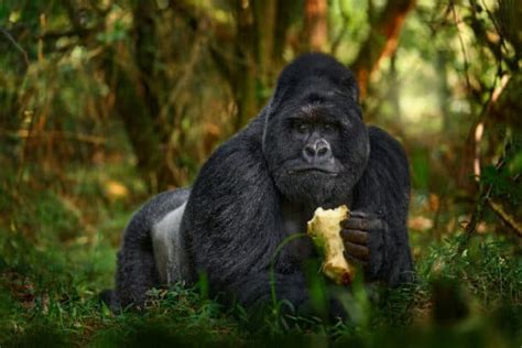 Do Gorillas Eat Meat In The Wild Or Captivity