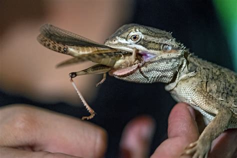 Do Lizards Eat Bugs And Insects As Food Sources