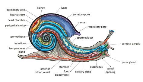 Do Mollusks Have An Endoskeleton Inside Their Bodies