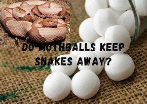 Do Mothballs Really Keep Snakes Away From Your Home