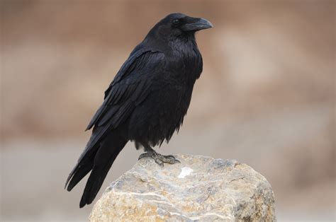 Do Ravens Live In South Carolina