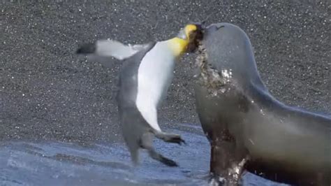 Do Seals Eat Penguins In The Wild Ocean