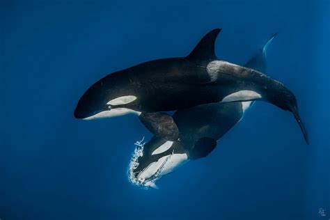 Do Sharks Eat Seaweed And Other Sea Plants Regularly