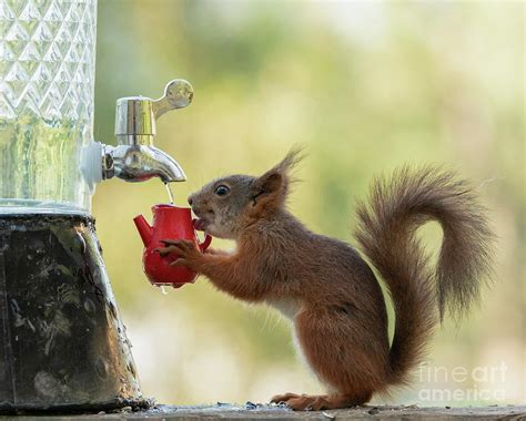 Do Squirrels Drink Salt Water Normally Or Not