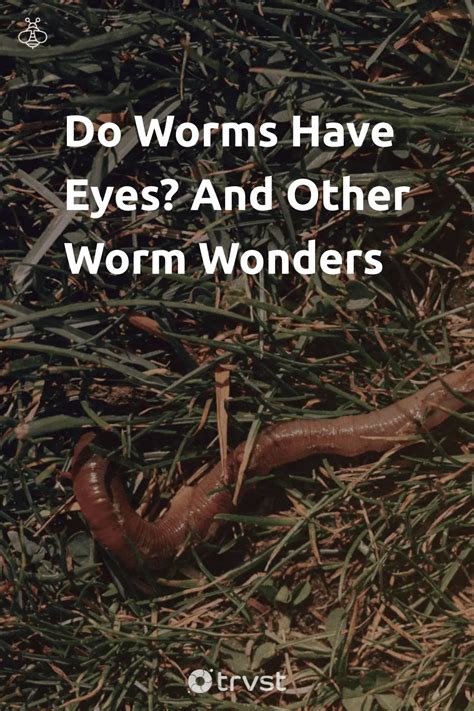 Do Worms Have Eyes: Exploring Invertebrate Vision