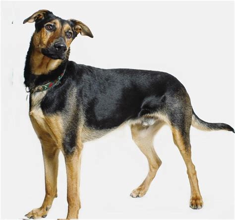 Doberman German Shepherd Mix: A Loyal Hybrid Breed