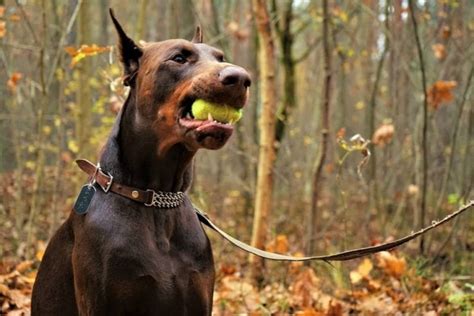 Doberman Pinscher Bite Pressure: 5 Surprising Facts