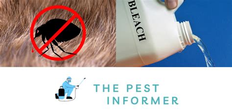 Does Bleach Kill Fleas And Their Eggs Effectively