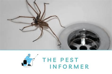 Does Bleach Kill Spiders Effectively